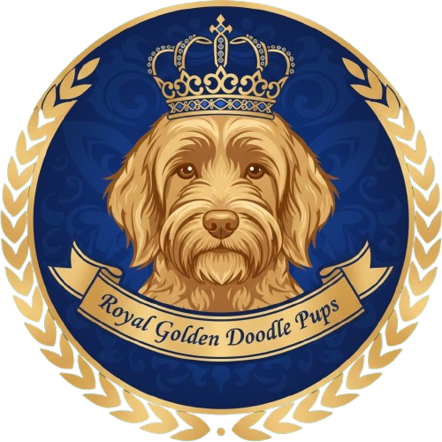 Royal Golden Doodle Pups