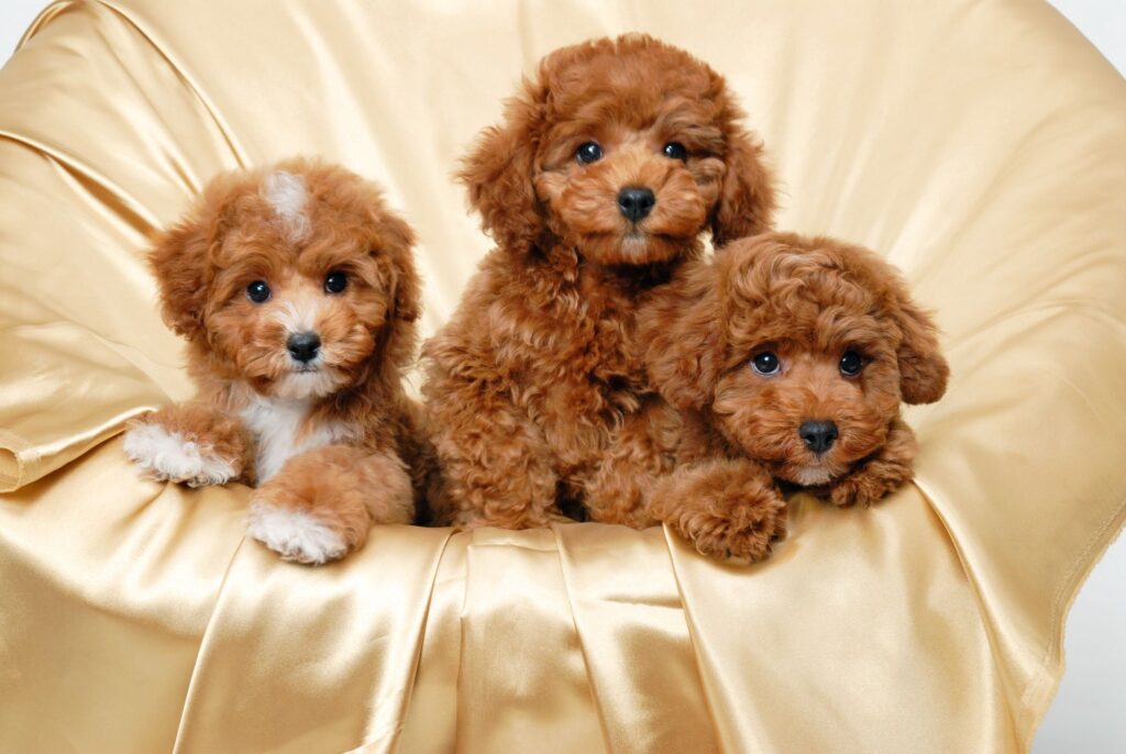 Royal GoldenDoodle Pups