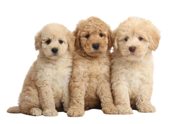 GoldenDoodle Puppies